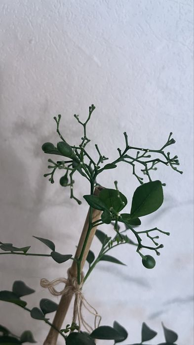 Мурая метельчатая