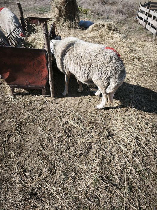 Berbec karakul brumăriu