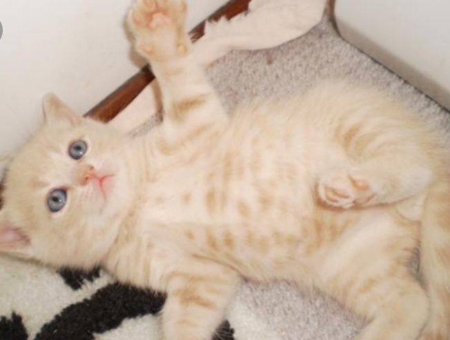 Шошилинг, породали мушуклар