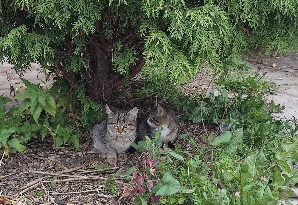 Котят бесплатно .