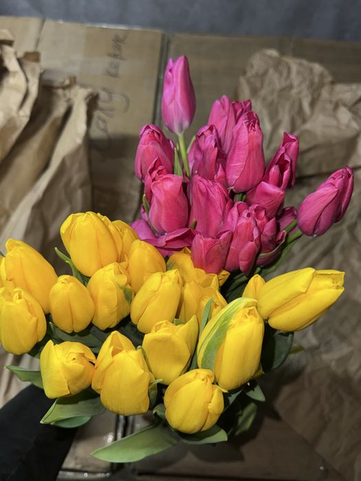 Тюльпаны голландские