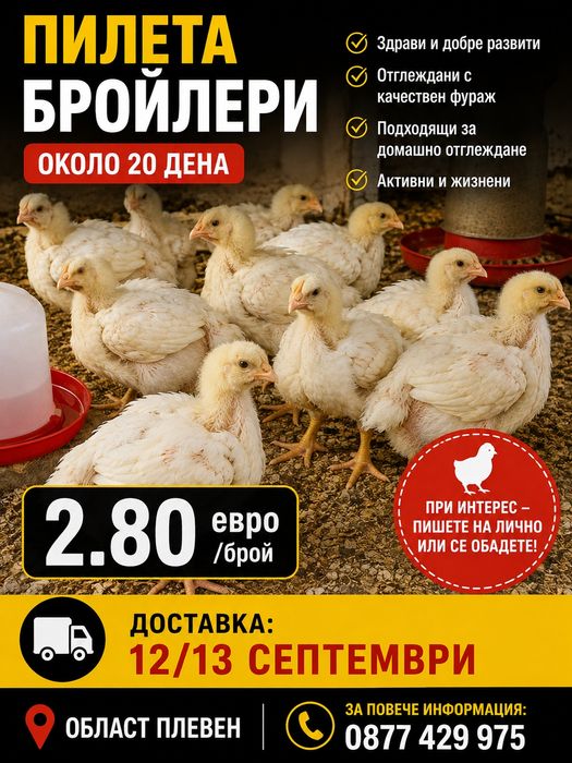 Пилета-бройлери!