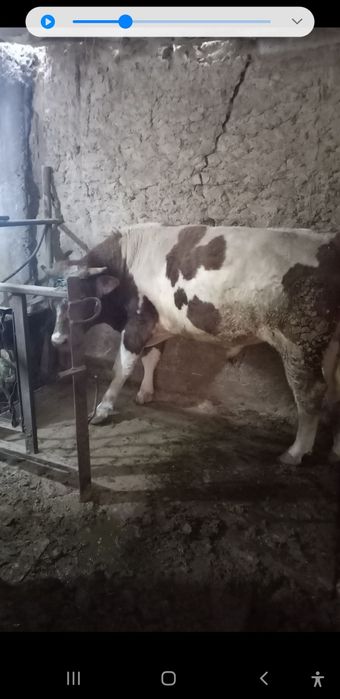 Buqa sotiladi yeb ichishi zor 9 aprelda 2 yosh boladi