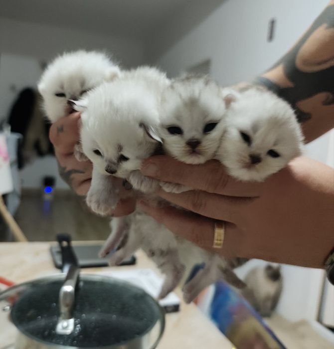 Baietel British cu pedigree WCF