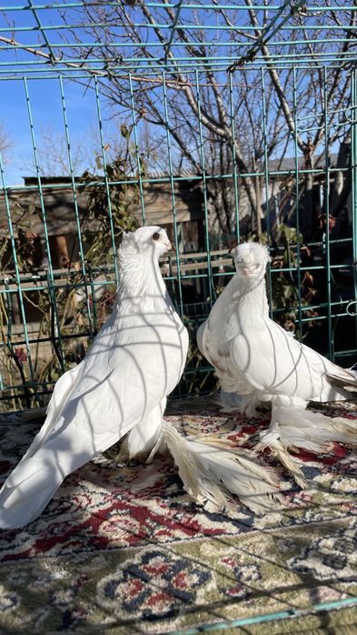 Голуби кептер пр