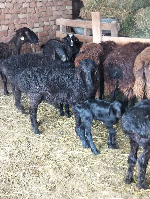 Козылы койлар сатылады