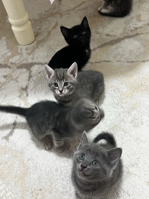 Отдам котят в добрые руки