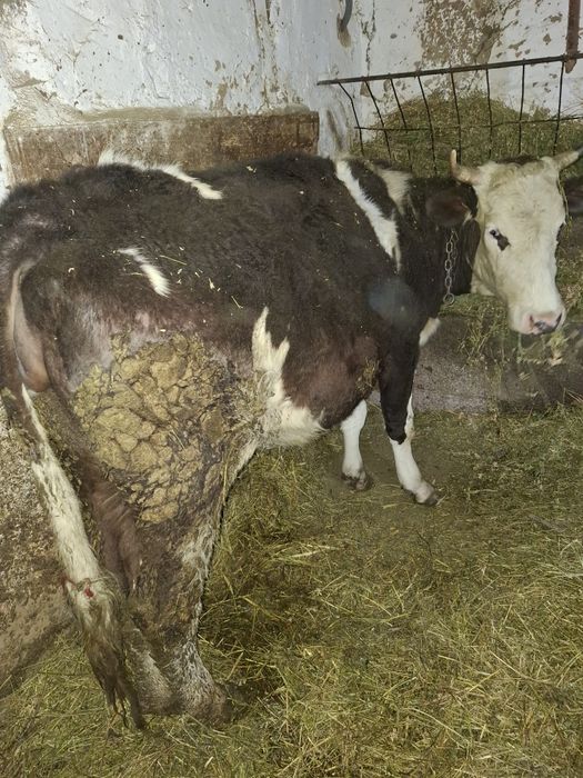 Vănd vaca gestantă