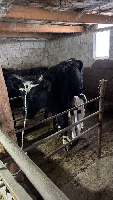 1 ші тума сиырлар сатылады