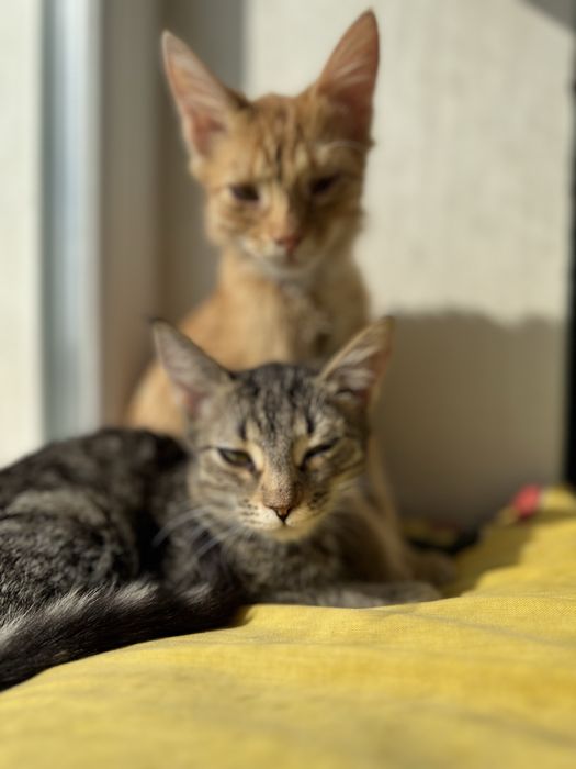 кошка бесплатно добрые руки