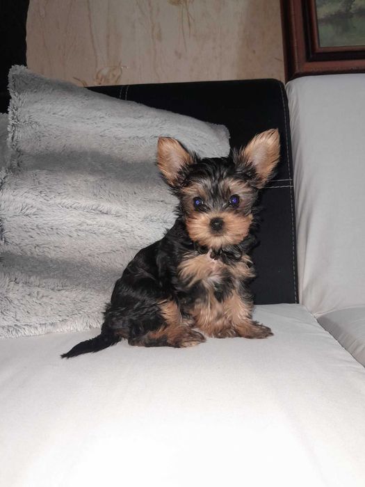 Мини йоркширският териер