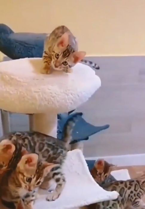 Бенгальские котята