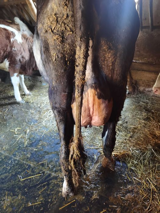 Vaca de vanzare holstein