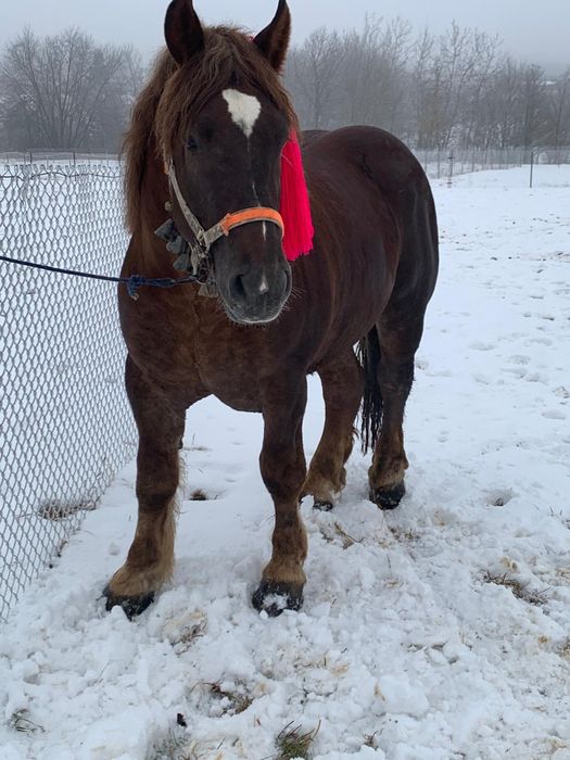 Vând mânz de.2.ani jumate învățat