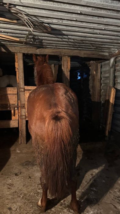 Жорга 3 жасар торг бар