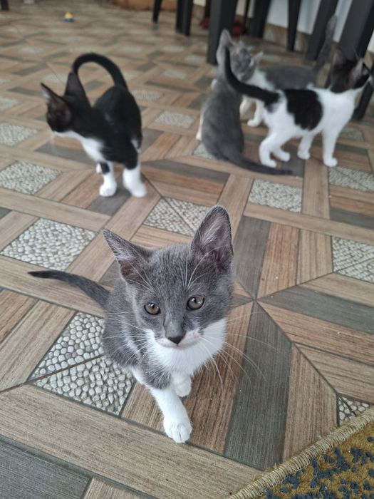 Donez pisici cuminti de rasa