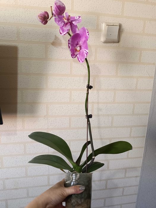 Орхидея фаленопсис