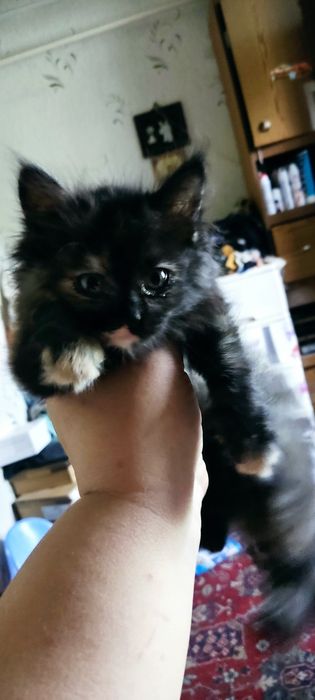 отдам домашних  котят , обе девочки
