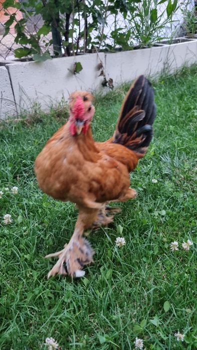 Cocoși Liliputi.