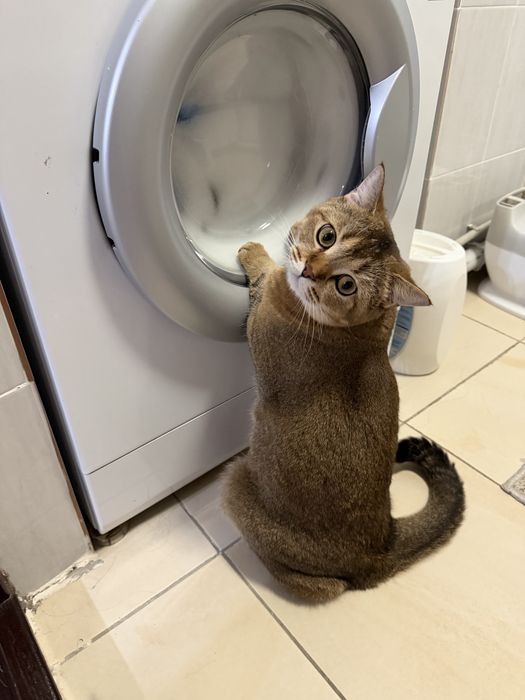 Отдам котика в добрые руки, scottish straight