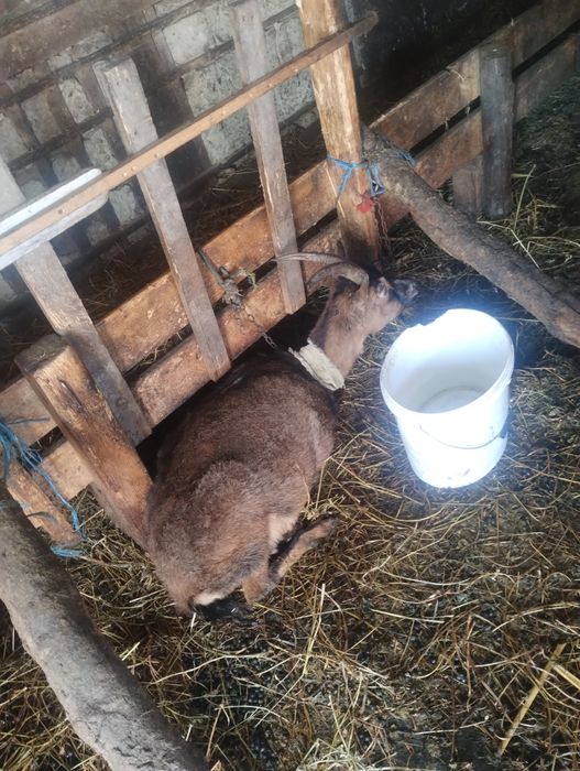 Vând 2 capre alpin francez