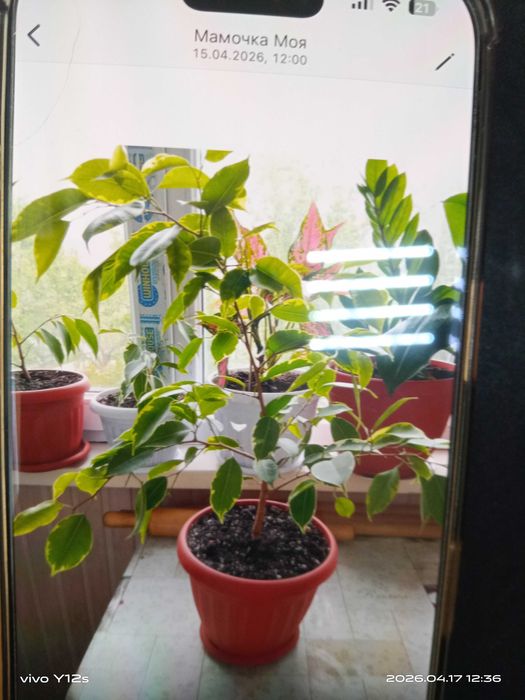 Комнатные цветы домашные