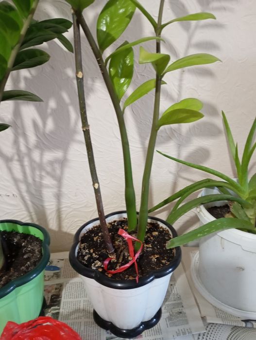 Продам  цветы всё по 5000