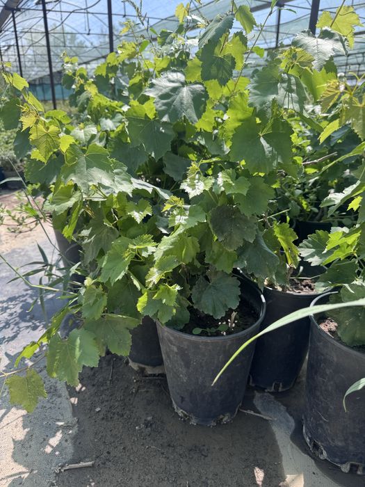 Аватар  виноград.