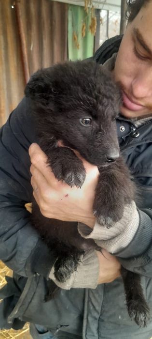 Щенята в добрые руки