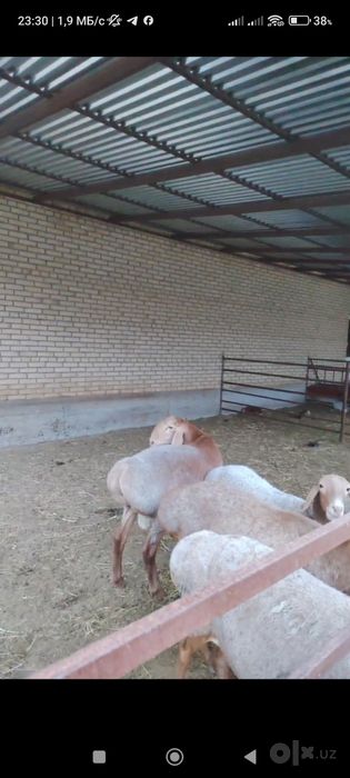 Арашан кузи сотилади 8 ойлик