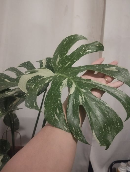 Monstera Thai Constellation
