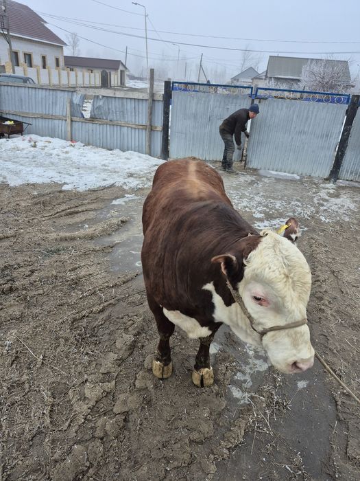 Ет сатылады откорм