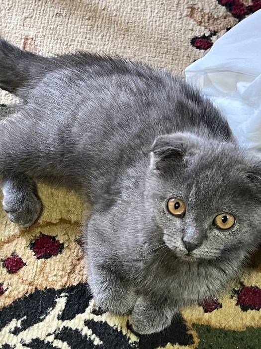Mushuk scottish fold