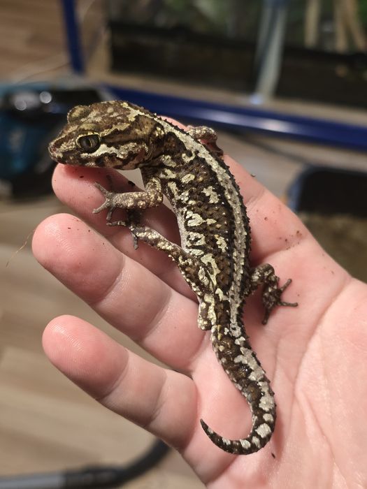 Pareodura picta / madagascar ground gecko