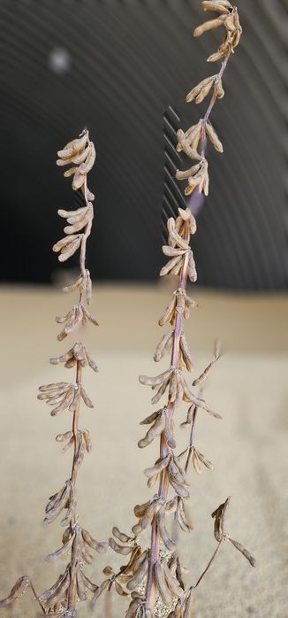 Соя семена хорошие