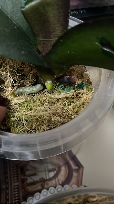 Орхидея, пересадка и реанимация