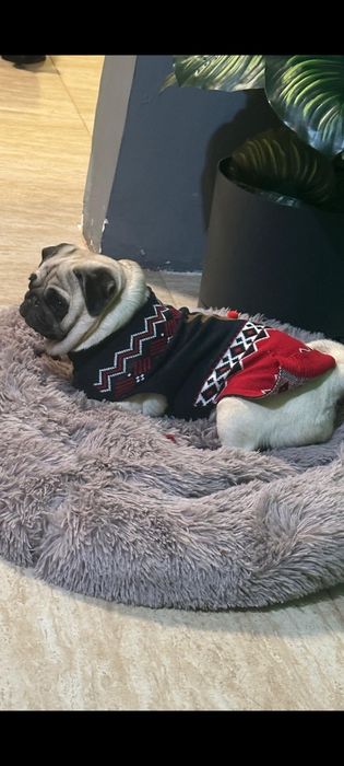 Pug(Moops) de vanzare