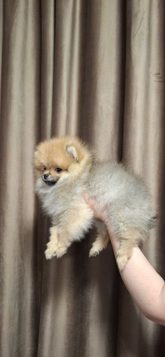 Baiat pomeranian cu pedigree fci