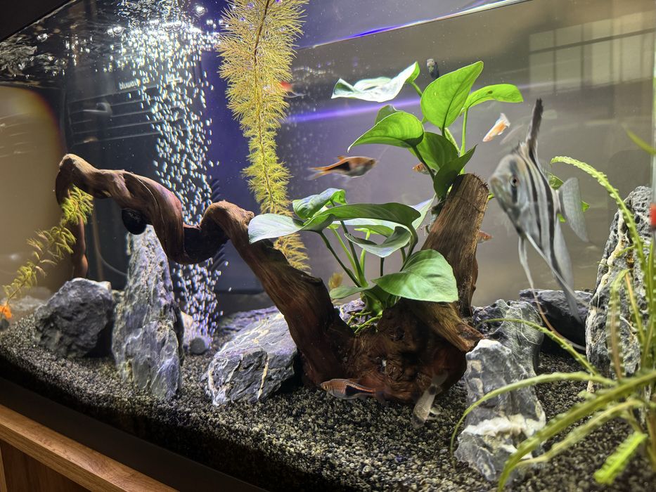 Аквариум Ferplast Capri 60