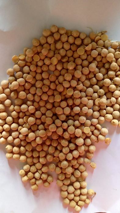 Пшеница.Платный чат! Все корма.