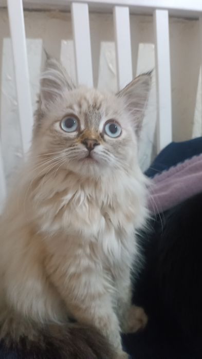 Бесплатно,  нужна помощь в пристройстве кошечек