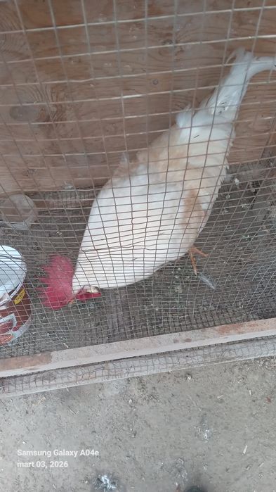 Oq xõroz kasallanmagan semizgina