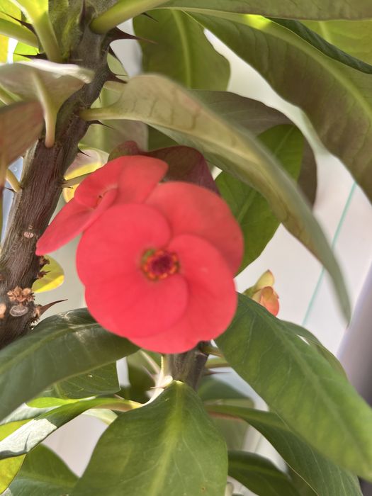 Продам не дорого