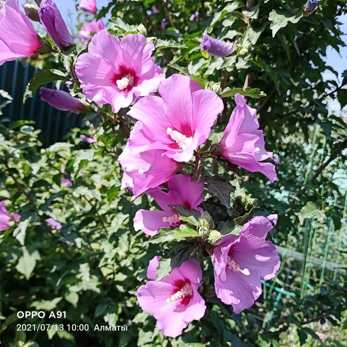 Садовые растения