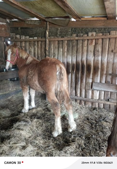 Продам кобылку и жеребчика годовалые..