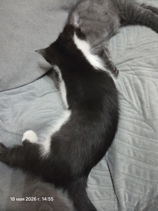 Котятки ищут новый дом