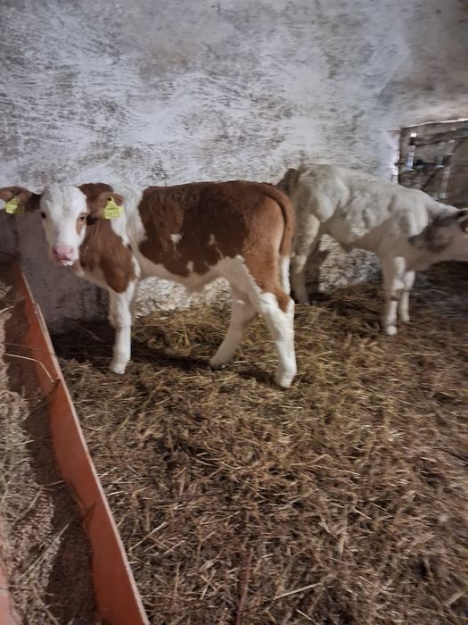 Vând taurasi și vitea