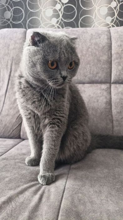 Skotish fold toza qon mushuk