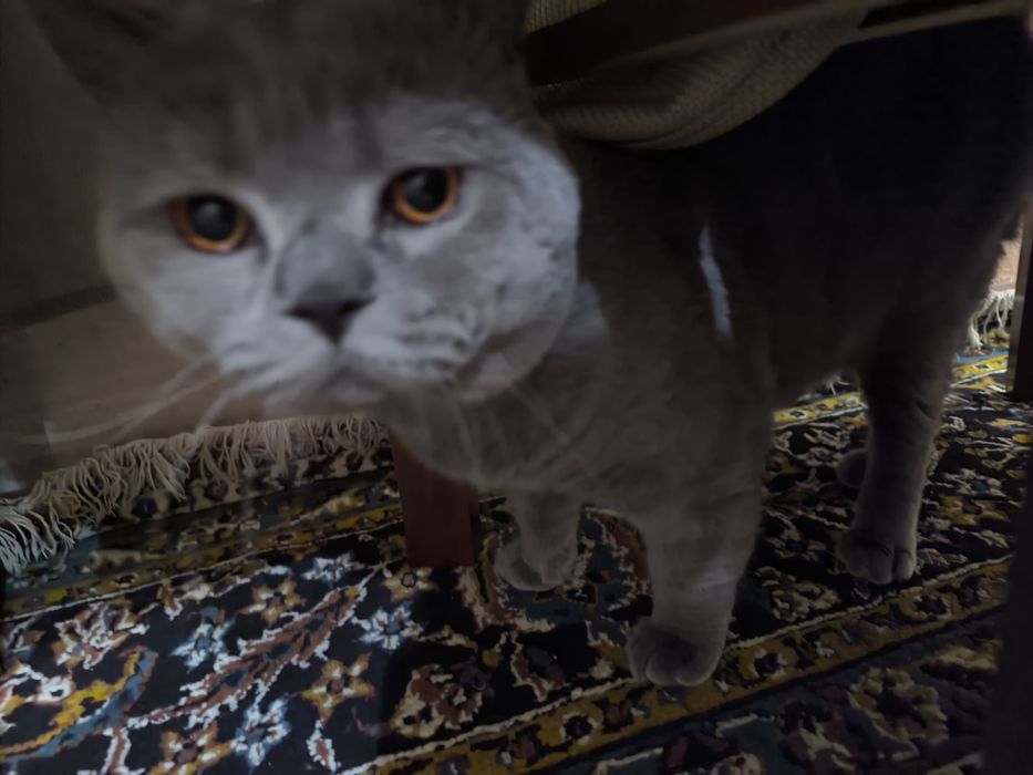 Вязка скотиш фолд