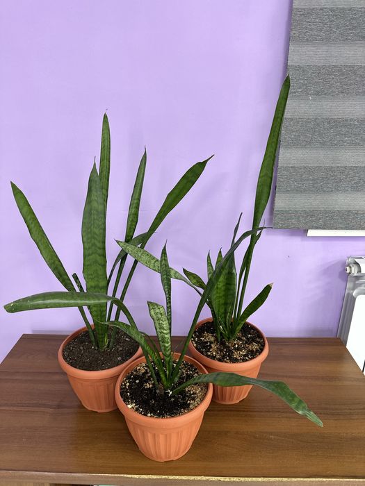 Замиакулькас black и сансевиерия